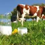 Курс «Технология молочного производства на средних и крупных фермах»