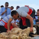 Аграрный университет на фестивале стрижки овец