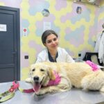 (Հայերեն) Ամեն ուսանող ունի իր «դուալ» ուղին․ Նարե Կիվրանյանի ուղին սկսվել է ԱմիրյանՎետ կլինիկայում